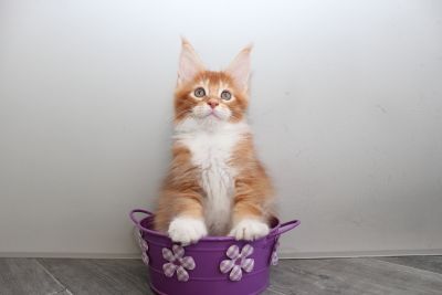 Barney